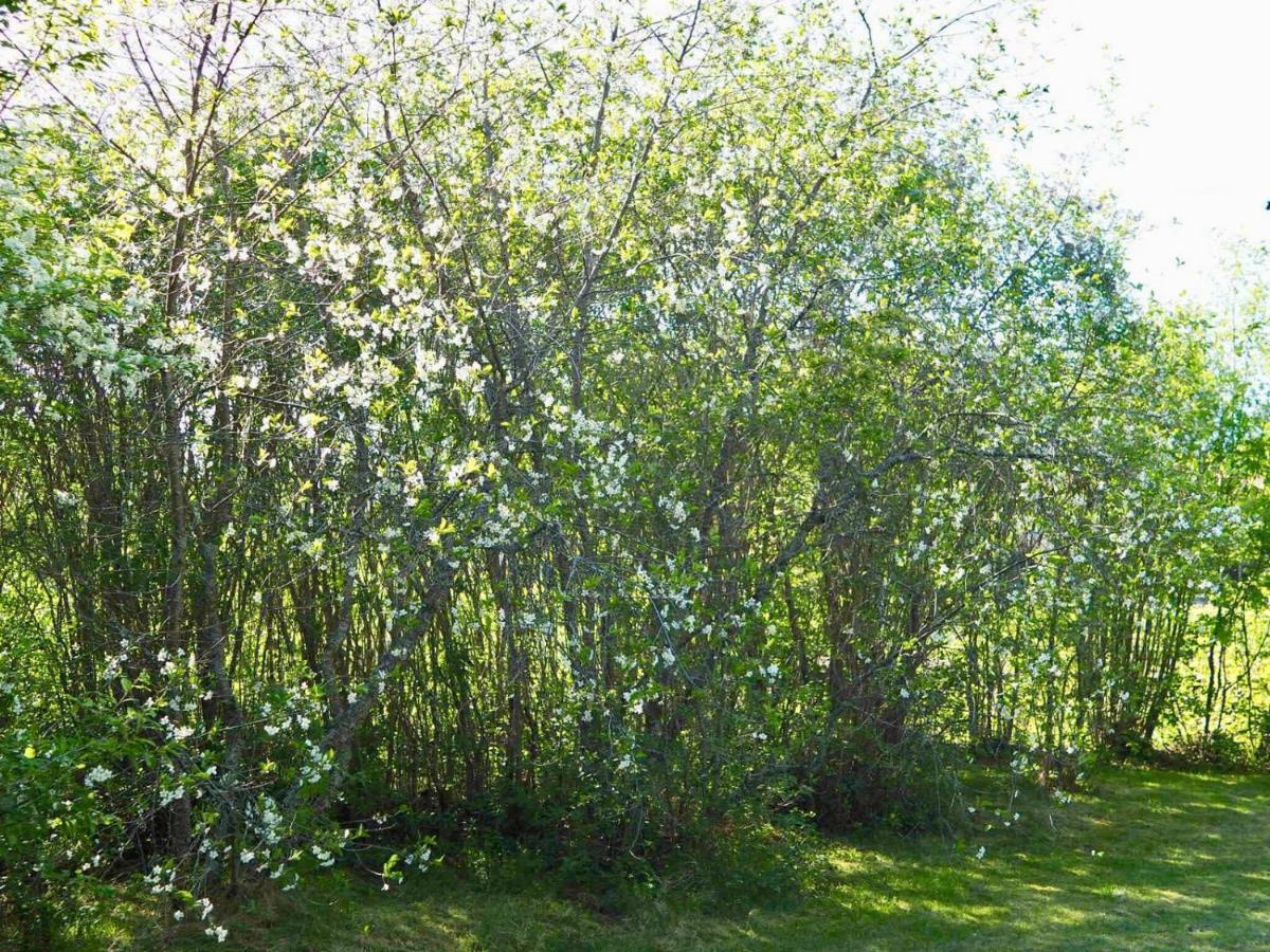 度假居 Orsastuguthyrning-kyrkbyn